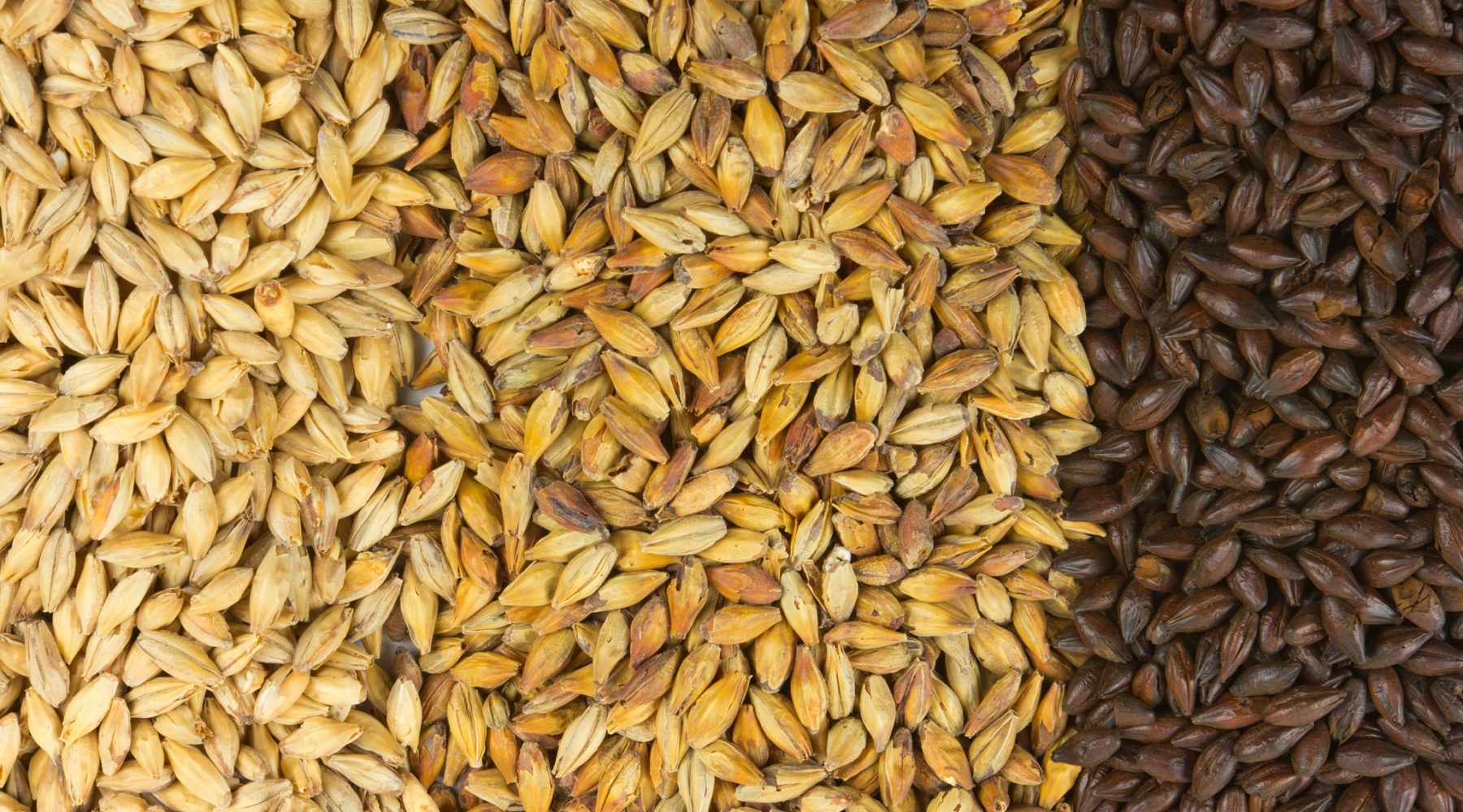NHỮNG TIÊU CHÍ CƠ BẢN KHI LỰA CHỌN MALT