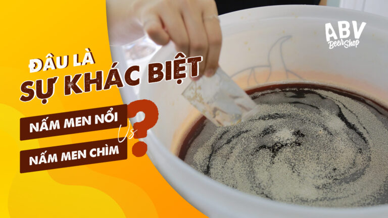 Có gì khác biệt giữa nấm men nổi và nấm men chìm?