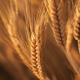 Malts