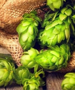 American hops