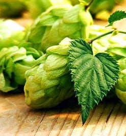 Czech Hops