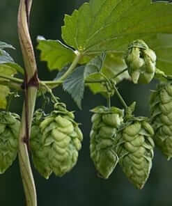 British hops