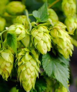 New Zealand Hops